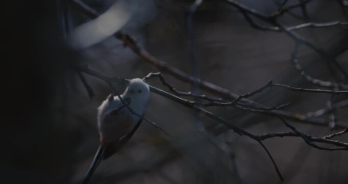 Wild Long-tailed Tit Aegithalos caudatus eating an insect on a branch