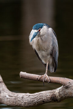 Black-crowned Night Heron Portrait Perched on Branch in Peru