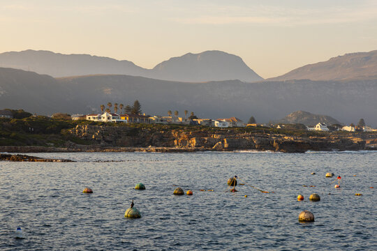 homes overlooking Hermanus Harbor at sunset, South Africa