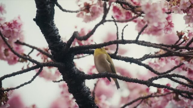 A Japanese White-eye (Mejiro) perches on a dark branch surrounded by blossoming pink cherry trees along the Itokawa River in Atami, Japan, its yellow-green plumage and white eye ring in sharp focus.