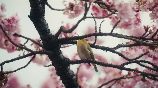Japanese White-eye (Mejiro) perches among branches of blossoming pink cherry trees along the Itokawa River in Atami, its yellow-green plumage and white eye ring standing out against the soft blossoms.