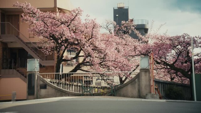 Shinyanagi Bridge, the most famous crossing along the Itokawa River, sits beneath sweeping branches of blooming cherry trees in Atami, Japan, framed by a residential building and observation tower.