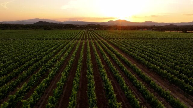 Aerial view of vineyard field at sunset in Sardinia, Italy