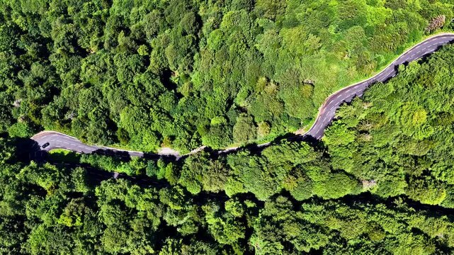 Straight down aerial view follows winding asphalt mountain road curving through dense green forest at Col d Aubisque