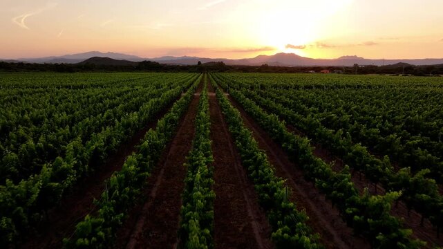 Aerial view of vineyard field at sunset in Sardinia, Italy