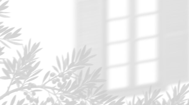 Shadow of olive tree branches and window frame on a white wall background isolated on transparent background