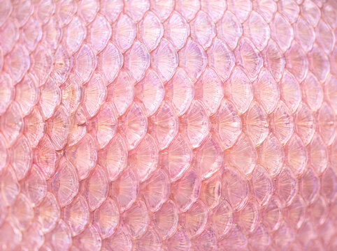 Pink pastel-colored scale background texture
