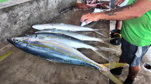Man hands use large knife to cut rainbow runners (Elagatis bipinnulata), pelagic marine fish belonging to the jack family.