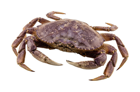 Purple crab png Dungeness crab cutout Large edible crab png Raw seafood crab cutout Marine brown crab png Saltwater shellfish cutout Fresh isolated transparent background image