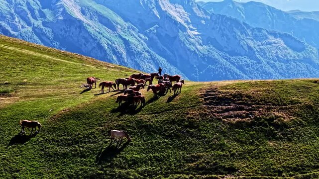 Herd of wild horses grazing on the Col d'Aubisque in the French Pyrenees mountains with hiker standing next to them