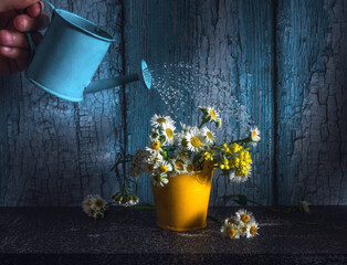 A small bouquet of meadow daisies in a small yellow bucket is being watered with a small blue watering can. © Mykhailo