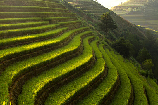 Golden ripe rice terraces in Mu Cang Chai, Vietnam. Iconic autumn landscape and famous travel destination.