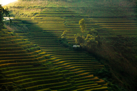 Golden ripe rice terraces in Mu Cang Chai, Vietnam. Iconic autumn landscape and famous travel destination.