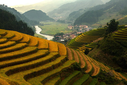 Golden ripe rice terraces in Mu Cang Chai, Vietnam. Iconic autumn landscape and famous travel destination.