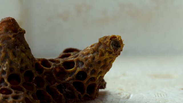 Rare macro close-up of a queen bee emerging head first from a queen cell, capturing a critical stage in the honey bee life cycle and colony development