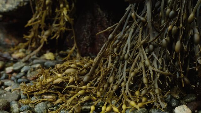 Brown seaweed with air bladders lies tangled over wet pebbles on a rocky Norwegian shoreline at low tide.
