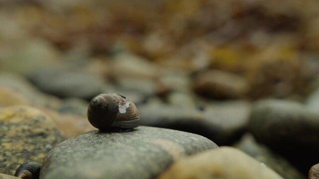A tiny dark snail snail shell sits still on smooth wet stones with the rocky foreshore softly blurred behind.