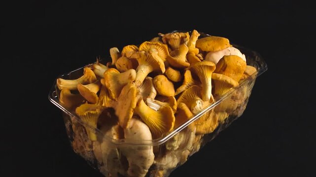 Freshly picked golden chanterelle mushrooms in a clear plastic container slowly rotating, revealing their gills and texture. These edible fungi are a popular gourmet culinary ingredient