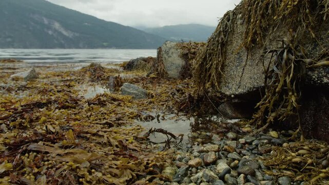Wet seaweed, small stones, and tide pools sit below a misty mountain coastline on a calm overcast day.