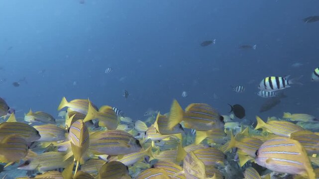 A dense school of yellow bluestripe snapper streams across a tropical coral reef as sergeant major fish drift through blue water in the Maldives.