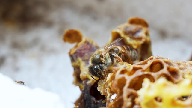 Cinematic slow motion macro footage of a newly emerged queen honey bee resting on a queen cell in warm natural light inside a beehive