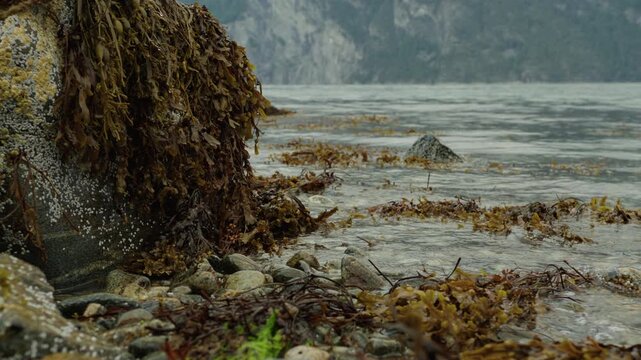 Brown marine algae drift in shallow fjord water beside a lichen-covered rock and mixed cobble on a grey day.