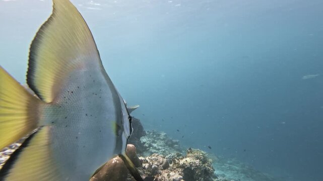 An underwater tracking shot follows a large orbicular batfish beside the lens, its silver spotted body and yellow fins filling the frame above a sunlit Maldives coral reef.