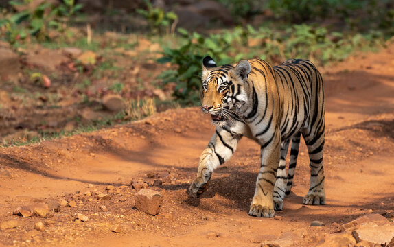 Royal bengal tiger walking on the forest road. Close up, selective focus.
