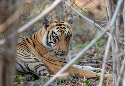 Close up of Royal Bengal Tiger resting in the tall grasses in the jungle