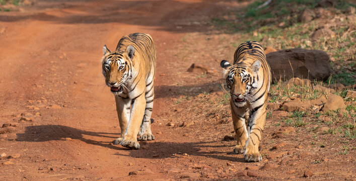 Two tigers walking on the forest road. Close up, selective focus
