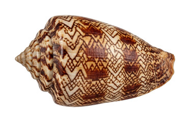 Intricate seashell png Patterned cone shell cutout Striking spiral shell png Detailed conus shell cutout Natural marine shell png isolated transparent background image © maruf