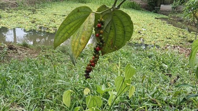 Close-up of a ripening black pepper (Piper nigrum) spike hanging from the vine, showing green, red, and mature black peppercorns at different stages of development
