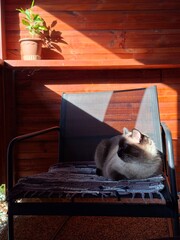 cat on a chair © Alyona 