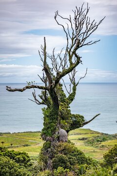 Metrosideros robusta, Paparoa Nationalpark, Punakaiki, West Coast, Neuseeland. Epiphytischer Baum mit Moos und Farnen vor dem Tasmansee an der Great Coast Road.