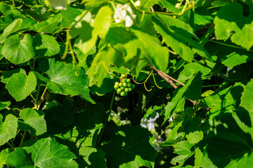 Green unripe grapes growing on a vine surrounded by lush foliage © Irene Kulinchyk