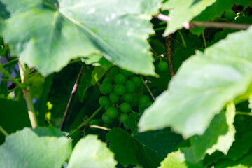 Cluster of unripe green grapes hidden among lush vineyard leaves © Irene Kulinchyk