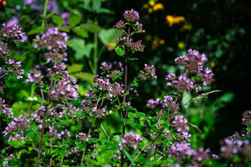 Obraz premium Close-up of blooming oregano plant with small purple flowers in a garden setting