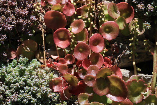 Red-brown succulent plant close-up- photograph at a natural stone wall in Ordino, Andorra