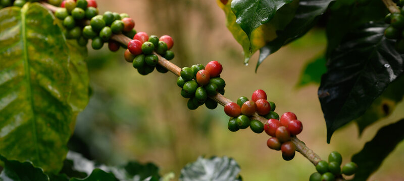 Coffee beans borne on trees in farms and gardens, raw coffee beans in the growing season and drops of water in the morning.	