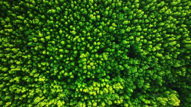 Amazing abundant mangrove forest, Aerial view of forest trees Rainforest ecosystem and healthy environment background, Texture of green trees forest top down, High angle view