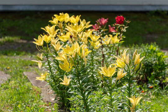 Yellow lilies blooming in a sunny garden bed with red roses in the background
