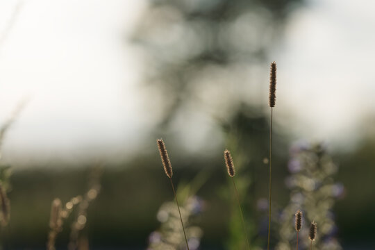 closeup nature background of a rural field with various plants and herbs