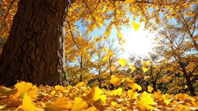 Stunning low angle autumn scene showcasing golden ginkgo leaves gracefully drifting down from vibrant tree canopy under bright sunbeams in peaceful park land.
