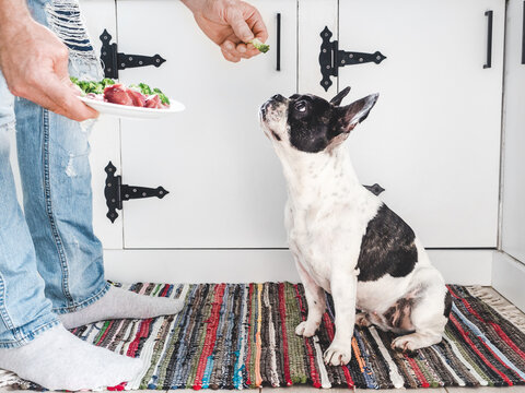 Cute pied dog patiently waiting for healthy meal with raw meat and fresh vegetables. Symbolizes proper pet nutrition, caring ownership, and responsible feeding. Perfect for animal care content