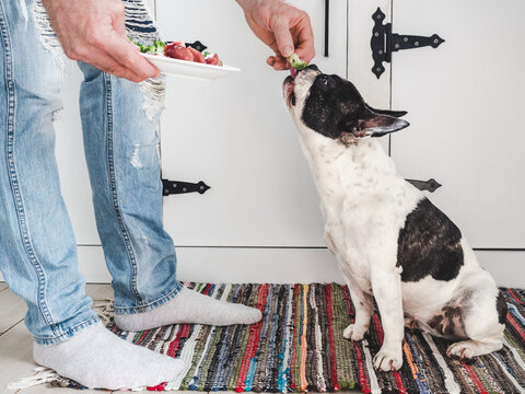 Cute pied dog patiently waiting for healthy meal with raw meat and fresh vegetables. Symbolizes proper pet nutrition, caring ownership, and responsible feeding. Perfect for animal care content