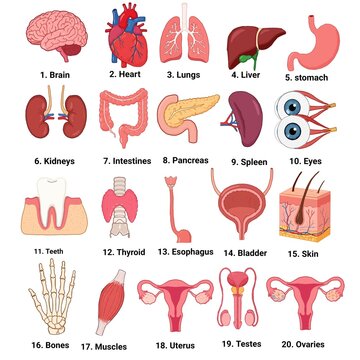 Human internal organs anatomy vector illustration infographic set. Collection of 20 labeled body parts including brain, heart, lungs, liver, stomach, kidneys, and reproductive syste