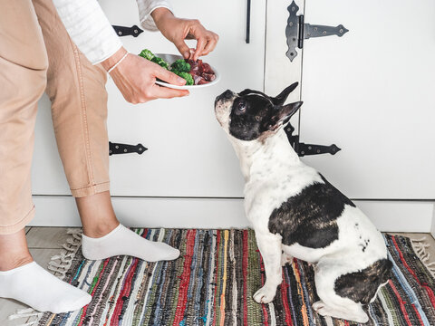 Cute pied dog patiently waiting for healthy meal with raw meat and fresh vegetables. Symbolizes proper pet nutrition, caring ownership, and responsible feeding. Perfect for animal care content
