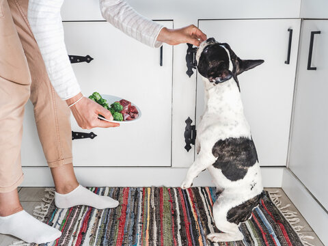 Cute pied dog patiently waiting for healthy meal with raw meat and fresh vegetables. Symbolizes proper pet nutrition, caring ownership, and responsible feeding. Perfect for animal care content