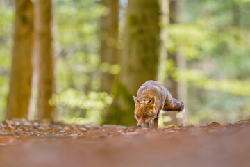 Fototapeta premium A red fox walks during a spring forest. A beautiful red fox in the nature habitat. Vulpes vulpes. 