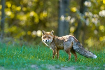 Fototapeta premium A male european red fox stands in the grass a forest in the background. A beautiful red fox in the nature habitat. Vulpes vulpes. 
